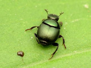 Emerald Tumblebug | Canthon viridis. Rock Creek Park, Washin… | Flickr