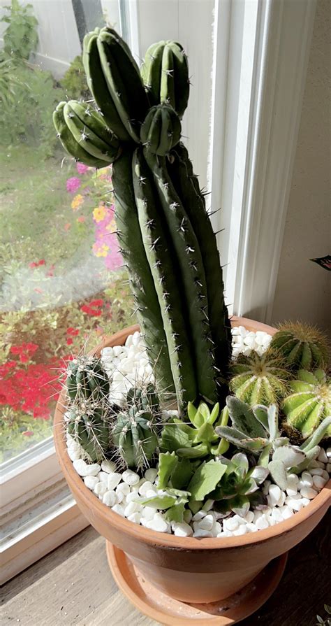 Cactus arrangement..Is this okay? : r/cactus