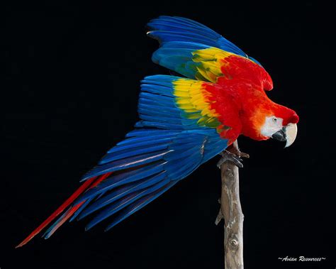 Scarlet Macaw Wings Photograph by Avian Resources - Pixels