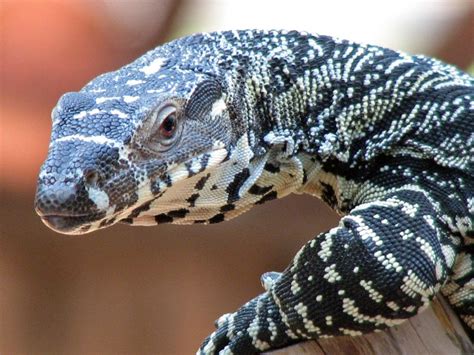 Goanna | Australian Monitor Lizard | Perentie | Australian Goanna