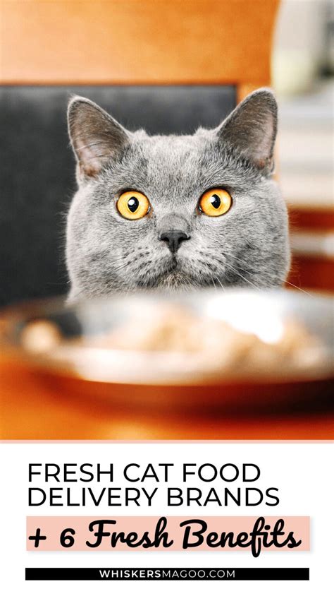 5 Fresh Cat Food Delivery Brands – All-Natural Fresh Pet Food Options ...