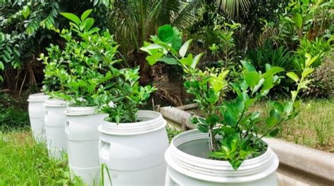 How to Build a 5 Gallon Bucket Hydroponic System: DIY