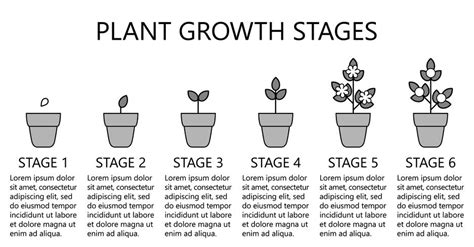 Plant growth stages infographics. Line art icons. Planting instruction ...