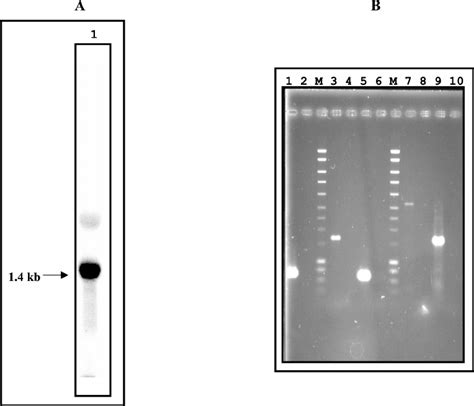 Transcriptional analysis. (A) Northern blot hybridization of RNA... | Download Scientific Diagram