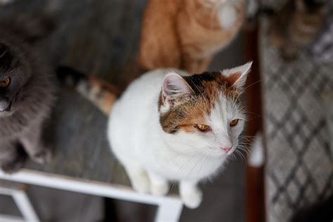 Premium Photo | Cat lying down on wooden table looking at camera