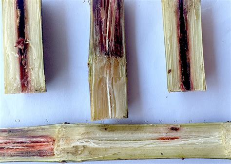 diseases of sugarcane