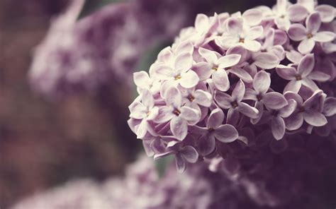 Spring Lilacs Desktop Wallpaper - WallpaperSafari