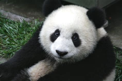 File:Panda Cub from Wolong, Sichuan, China.JPG - Wikipedia, the free ...