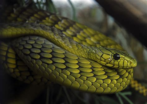 Western Green Mamba Facts and Pictures | Reptile Fact