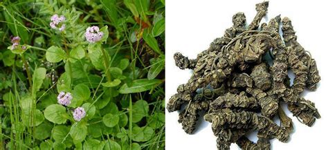 What is Valeriana Wallichii? Benefits, Uses of Tagar, Side Effects of ...