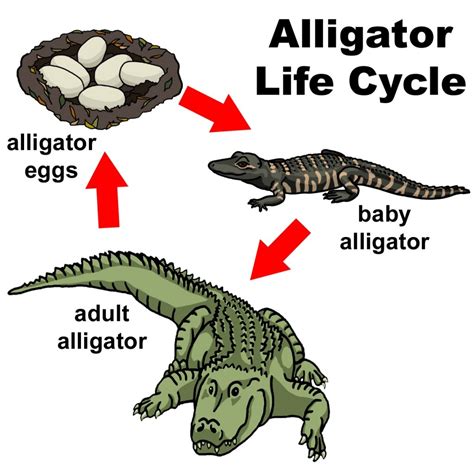 Animal Life Cycles - mrfrausto.com