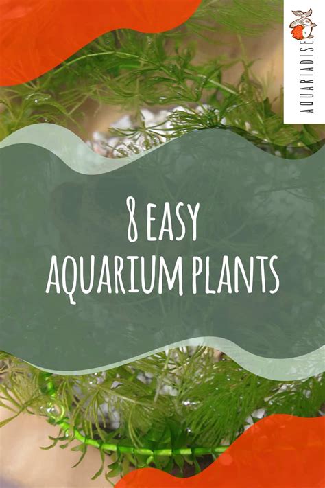 Easy Aquarium Plants You Can Add To Your Tank Today!