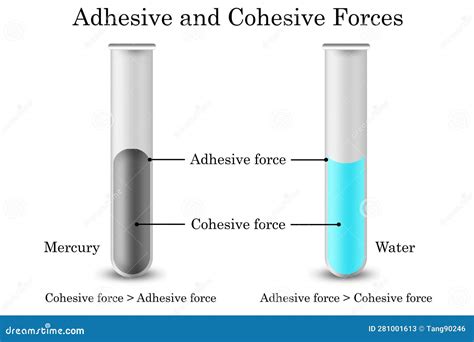 Diagrama De Fuerzas Cohesivas Y De Fuerzas Adhesivas Stock de ...