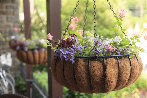 Plant a Flowering Hanging Basket