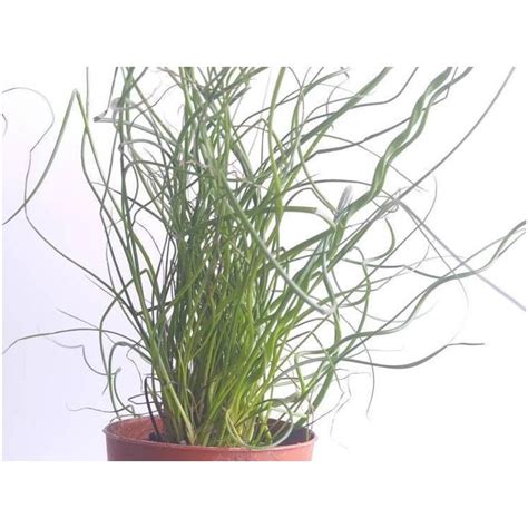 Corkscrew Rush Perennial indoor house plant in 2 inch pot - Juncus effusus Spiralis