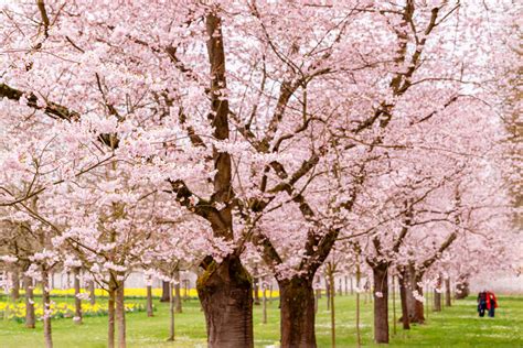 Top 10+ What Do Cherry Blossom Trees Look Like