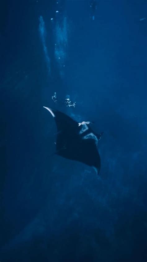 A Manta Ray Explorinv | Wildlife photography, Ocean creatures, Ocean ...