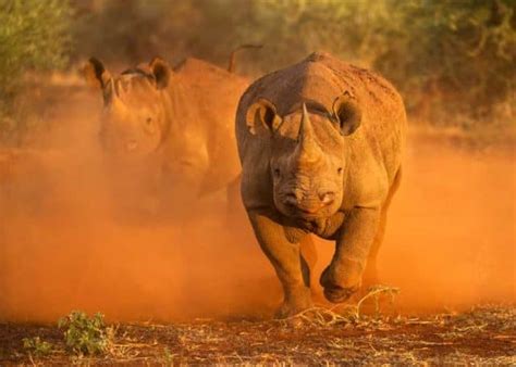 How Fast Can a Rhino Run? All 5 Species (Speeds/Reasons) | Storyteller ...