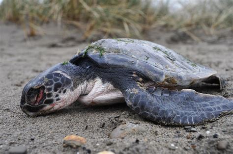 Mystery Over Decline In Sea Turtle Sightings - LiveMinty