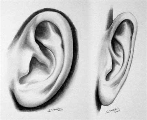 Realistic Ear Study Drawing by LethalChris on DeviantArt