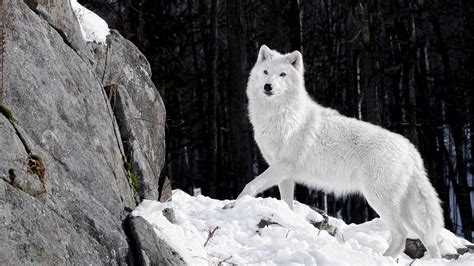 White wolf, artic wolf, animals, snow HD wallpaper | Wallpaper Flare