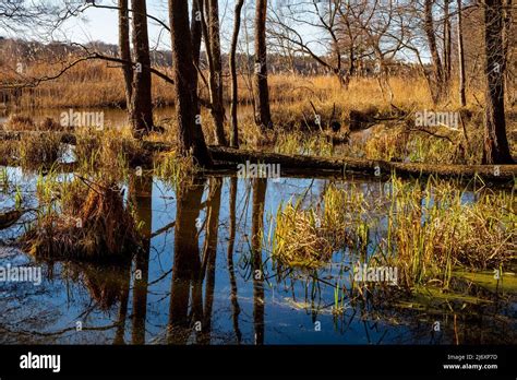 Sunny early spring landscape of wooded swamp at Czarna river and Wilcze Doly nature reserve in ...