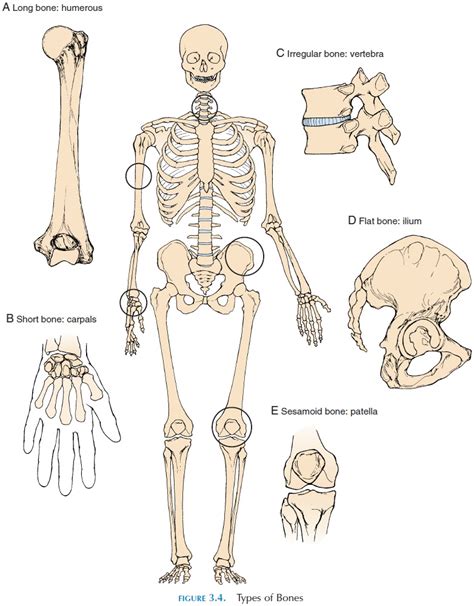 Types Of Irregular Bones