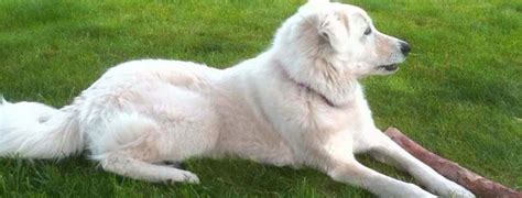 Akbash Breed Guide - Learn about the Akbash.