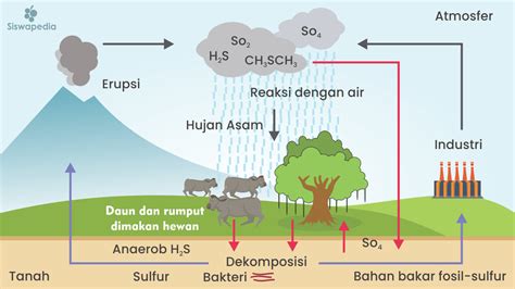 Siklus Daur Belerang atau Sulfur | Siswapedia