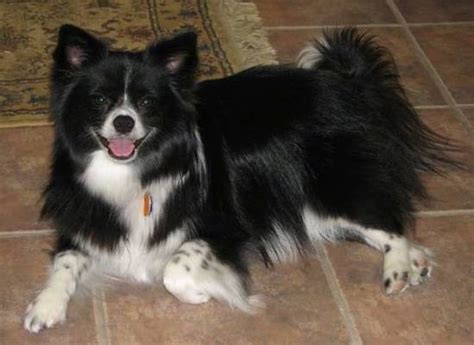 69+ Border Collie Pomeranian Mix For Sale Photo - Codepromos