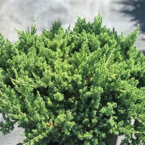 Juniperus procumbens 'Nana' Juniper from Saunders Brothers Inc