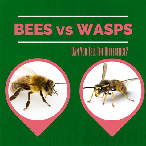 The difference between Bees and Wasps - Home Pest Control