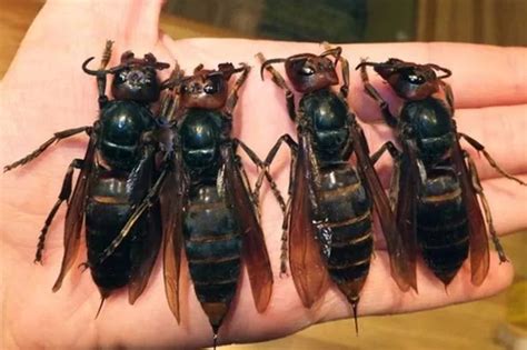 Giant 'murder hornets' that kill up to 50 people a year spotted outside Asia - Daily Star