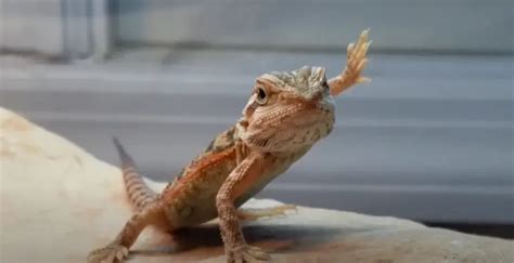 Reasons Why Your Bearded Dragon Is Waving - ReptileProfy