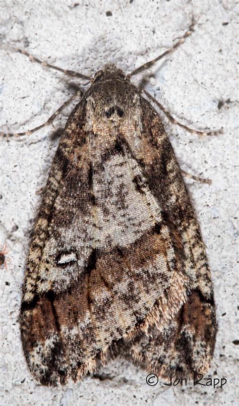 White-spotted Cankerworm Moth Paleacrita merriccata Dyar, 1903 | Butterflies and Moths of North ...