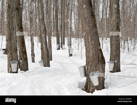 Traditional maple syrup production in Quebec, Canada Stock Photo - Alamy