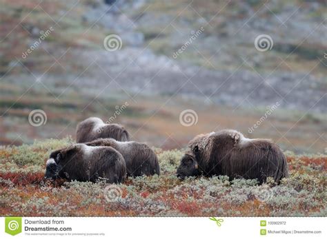 Musk Ox Herd in Autumn Landscape Stock Photo - Image of family, landscape: 100902972