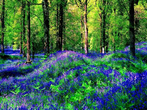 Download Tree Nature Purple Flower Flower Spring Green Forest HD Wallpaper