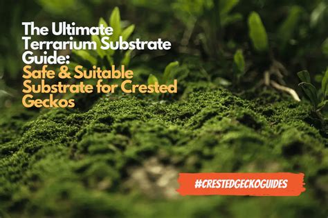 Substrates for Crested Geckos: Picking the Best Substrate