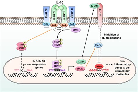 Frontiers | Induction of Interleukin-10 Producing Dendritic Cells As a ...