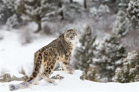 WildChina On-Air: Snow Leopard Conservation in China With Dr. Justine ...