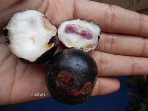 Serba-Serbi kkchi: Buah Gowok, sihitam bulat yang bikin melek di festival bunga dan buah ...