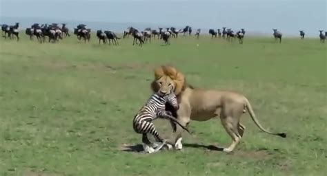 Lion Eats Newborn Zebra Alive! - video Dailymotion