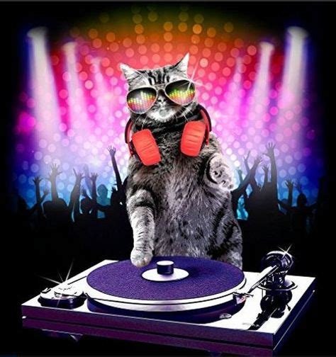 10 Best DJ cats images | Cats, Dj, Dj kitty