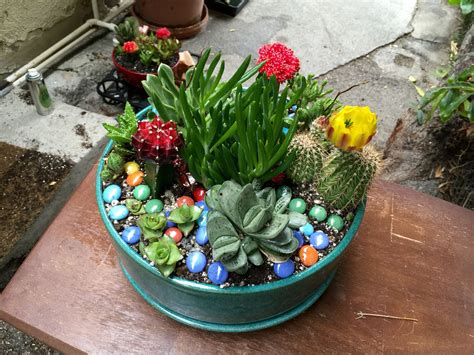 Cactus arrangement