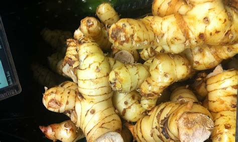 Galangal Plant Care: Growing Ginger's Cousin - Epic Gardening