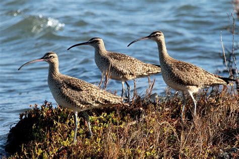 Whimbrel | Audubon Field Guide