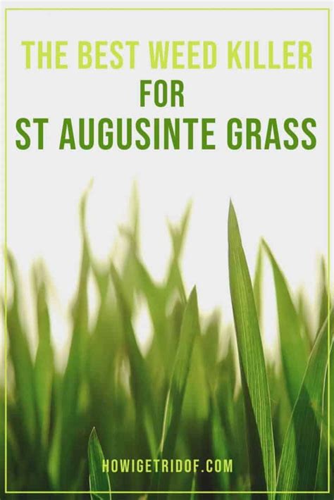 The Best Weed Killer For St Augustine Grass - How I Get Rid Of