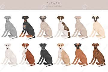 Azawakh All Colours Clipart. Different Coat Colors and Poses Set Stock Vector - Illustration of ...