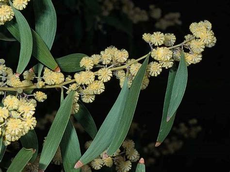 Acacia melanoxylon Profile – California Invasive Plant Council